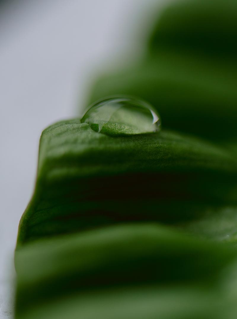 Green Roofing leaf